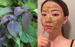 Công dụng của lá tía tô trong điều trị nám da